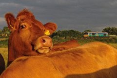 Judges-Pick-A-moo-ving-image-Henry-Pinkney-13